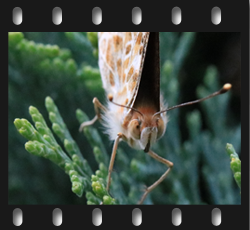 1 Schmetterling sub 15